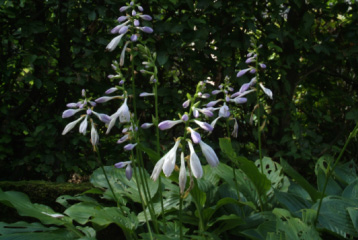 Hosta 'Honey Bells'   bestellen